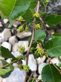   Fruits:   Planera aquatica ; Photo by daffy_duck, gbif.org
